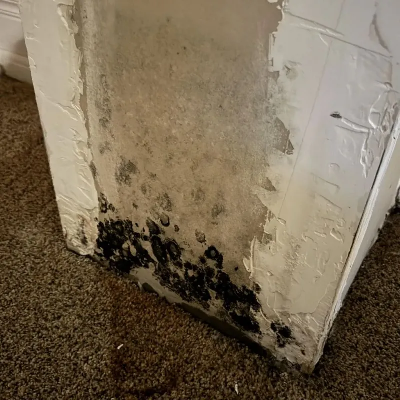 Professional Mold Removal in Mifflin County, PA